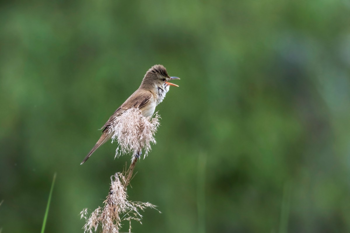 爱唱歌的大苇莺（二）