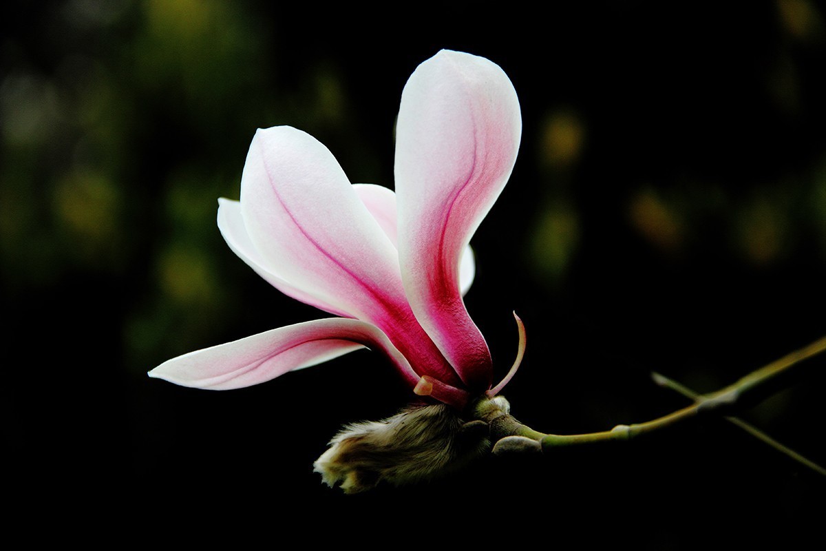 淡定清晰黙不争俏