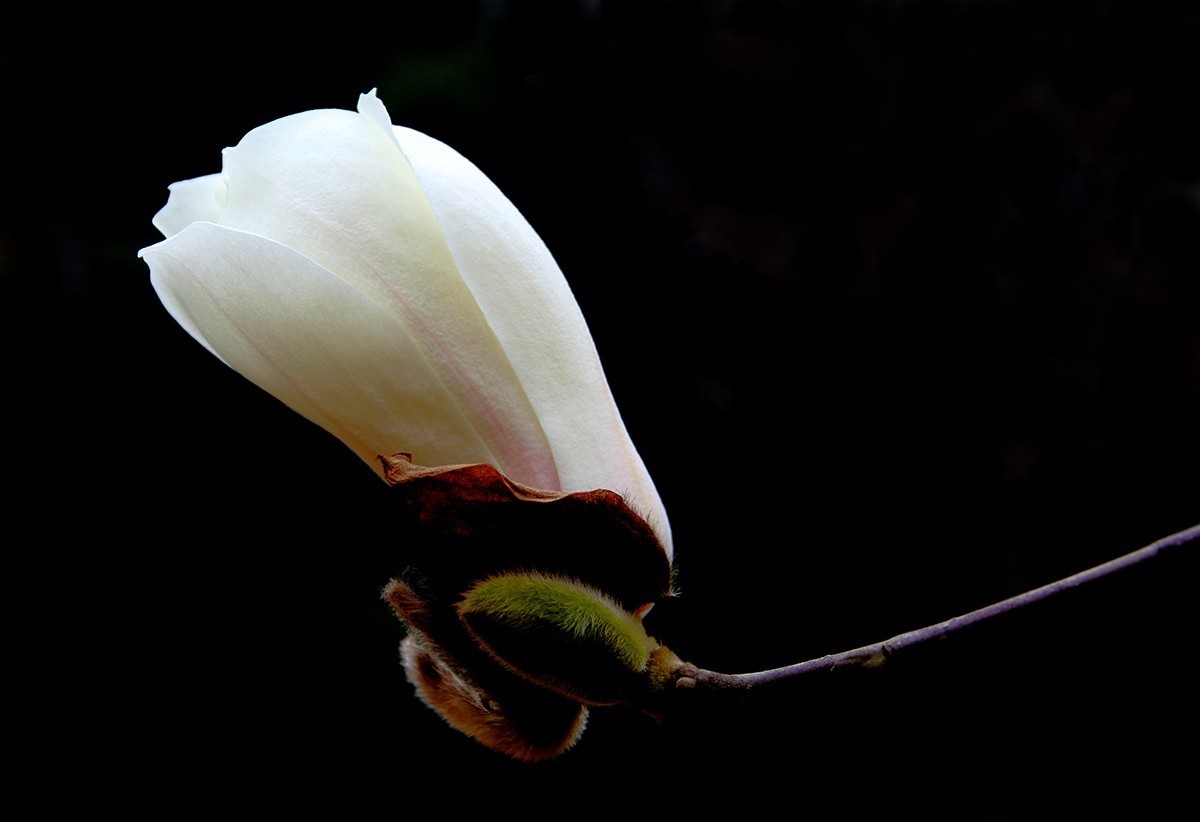 淡定清晰黙不争俏