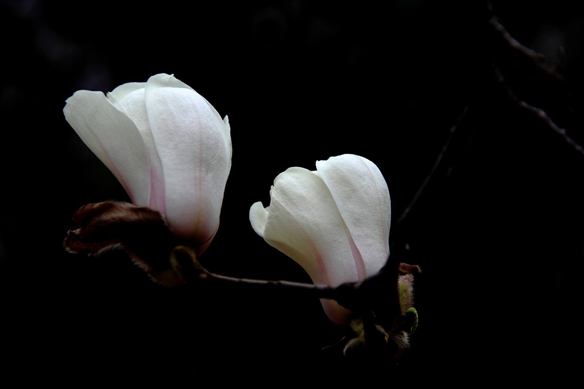 淡定清晰黙不争俏