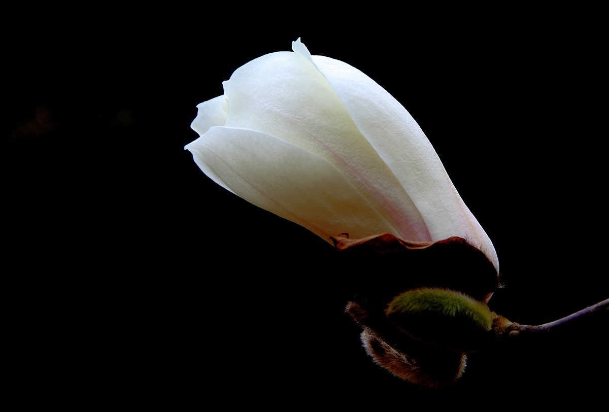 淡定清晰黙不争俏