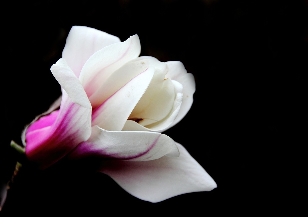 淡定清晰黙不争俏