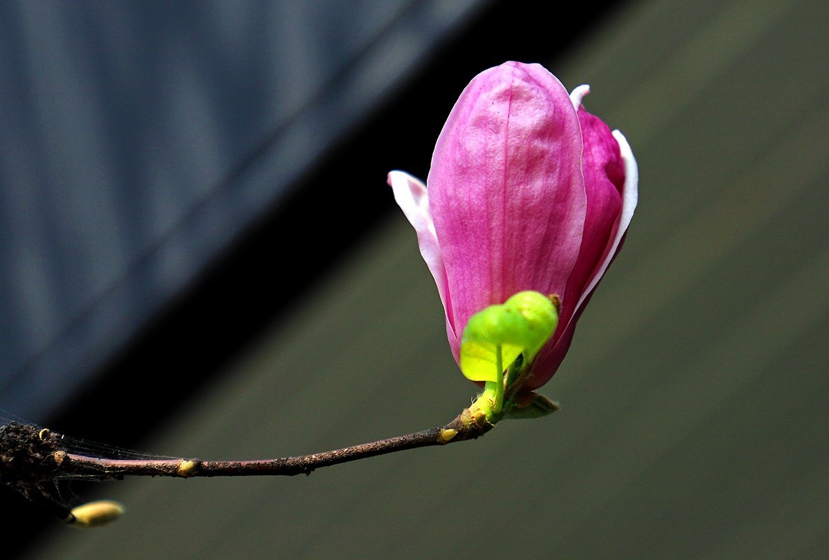 淡定清晰黙不争俏