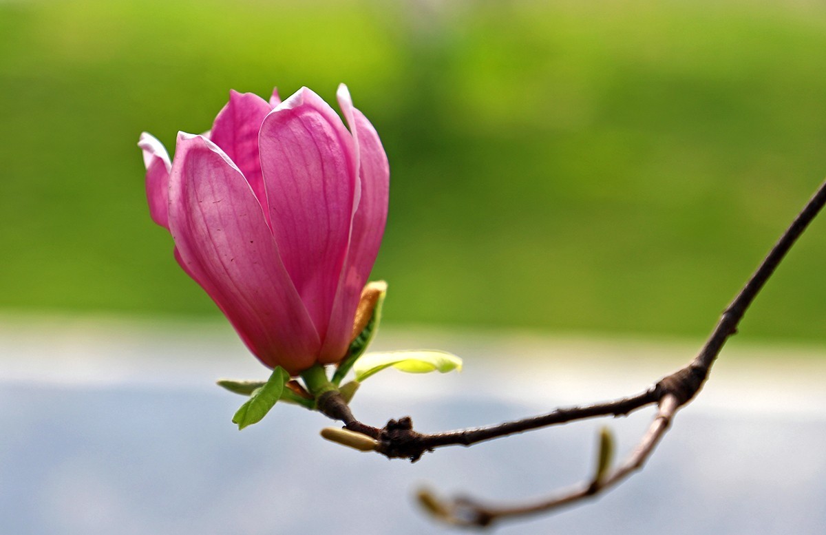 淡定清晰黙不争俏