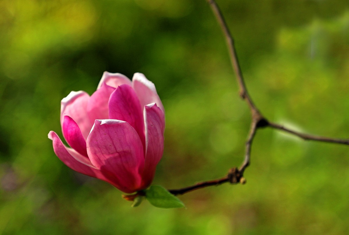 淡定清晰黙不争俏