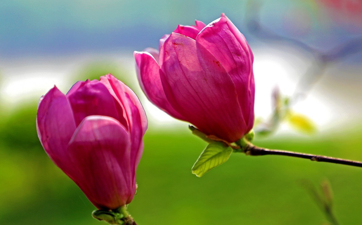 淡定清晰黙不争俏