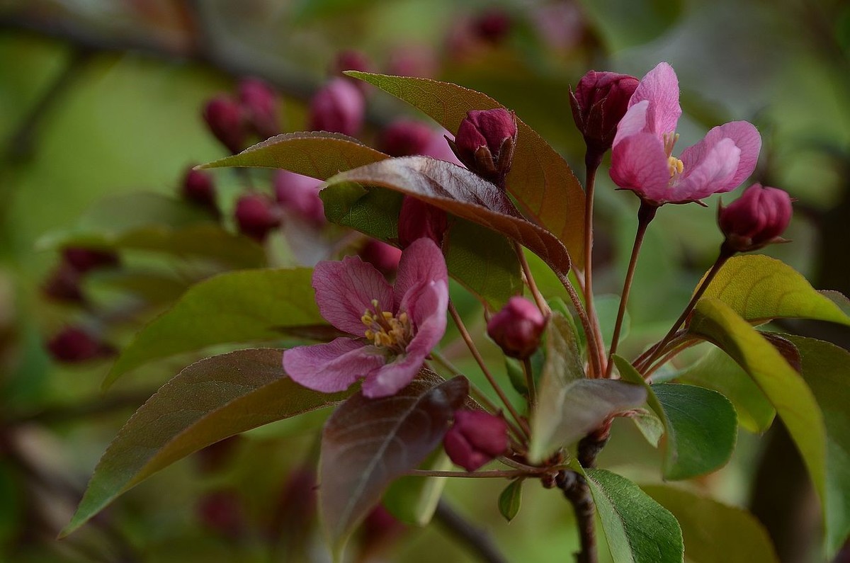 海 棠 花 -------------。