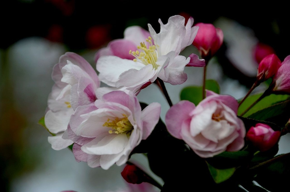 海 棠 花 -------------。