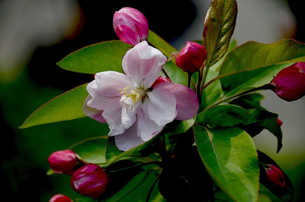海 棠 花 -------------。