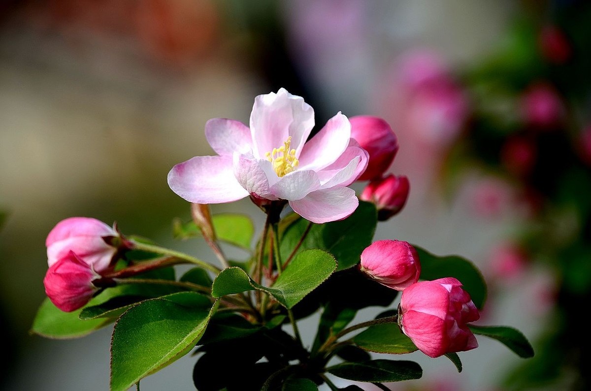 海 棠 花 -------------。