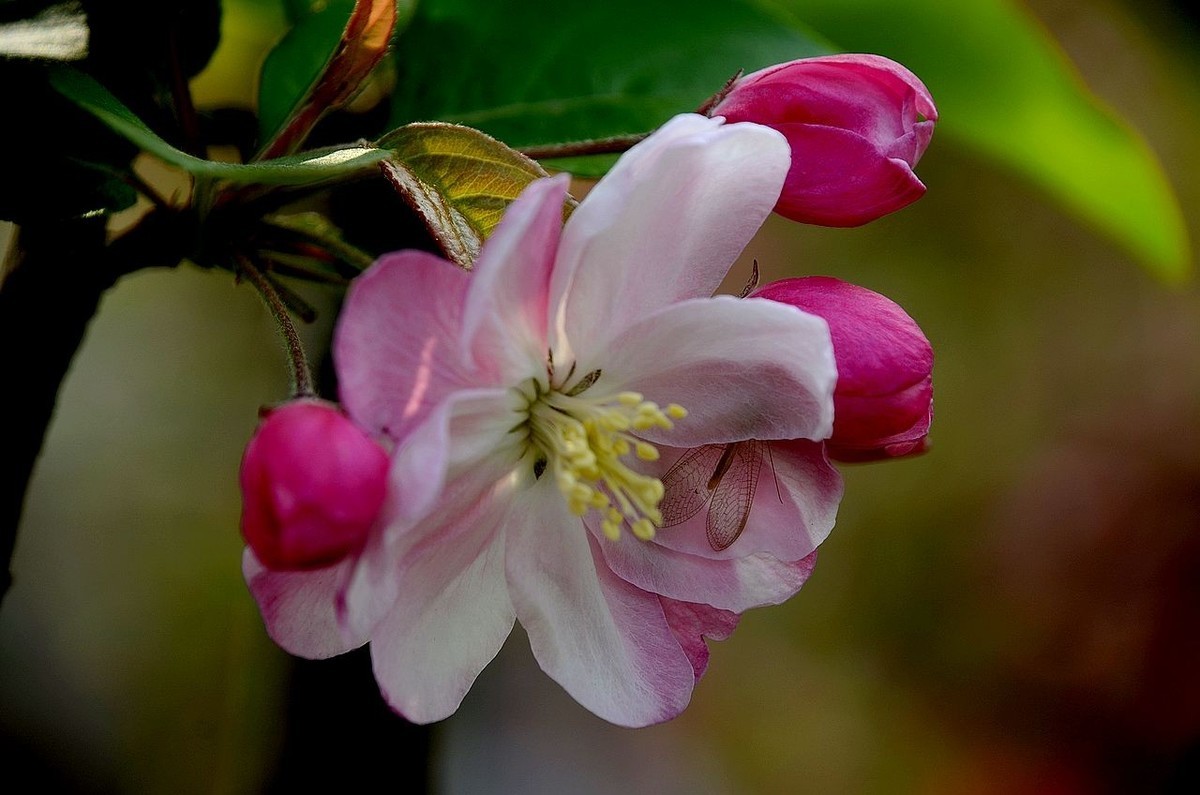 海 棠 花 -------------。