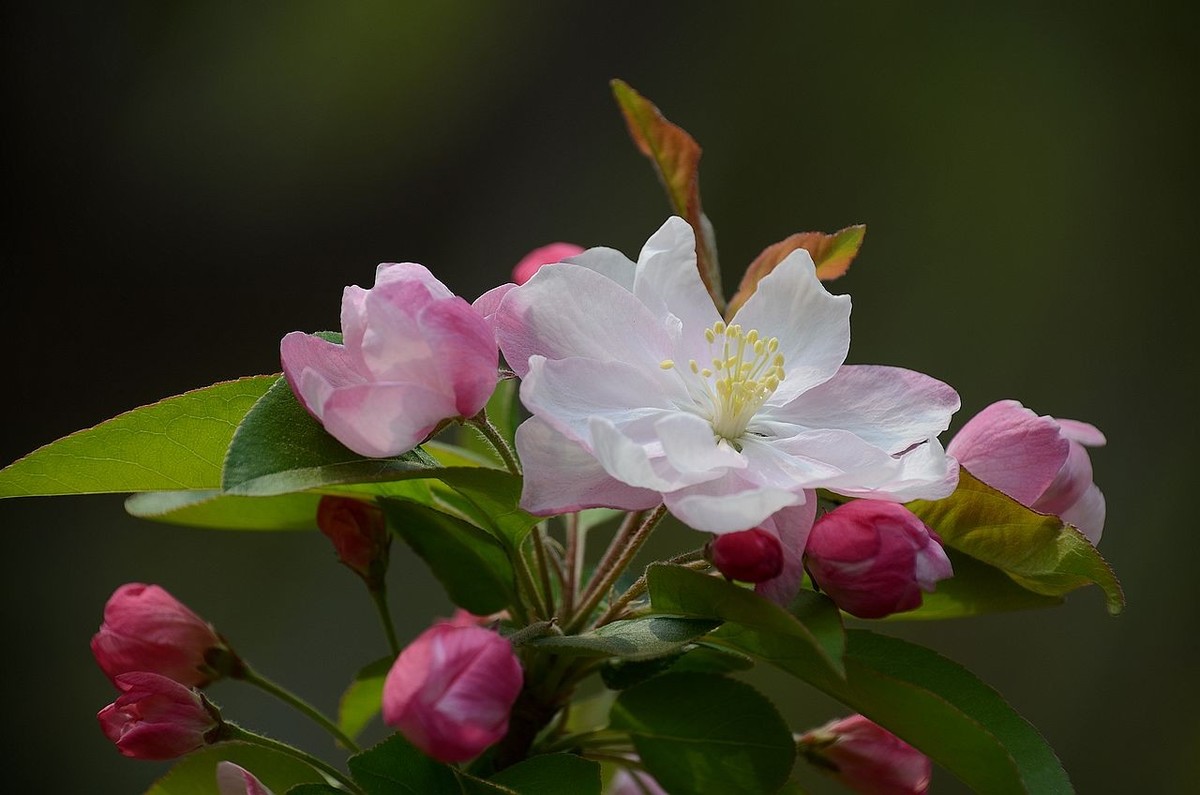海 棠 花 -------------。