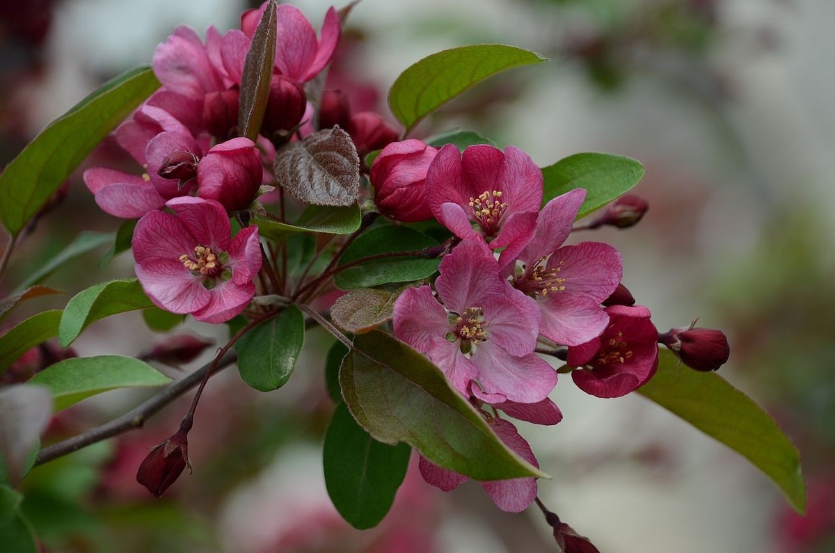海 棠 花 -------------。