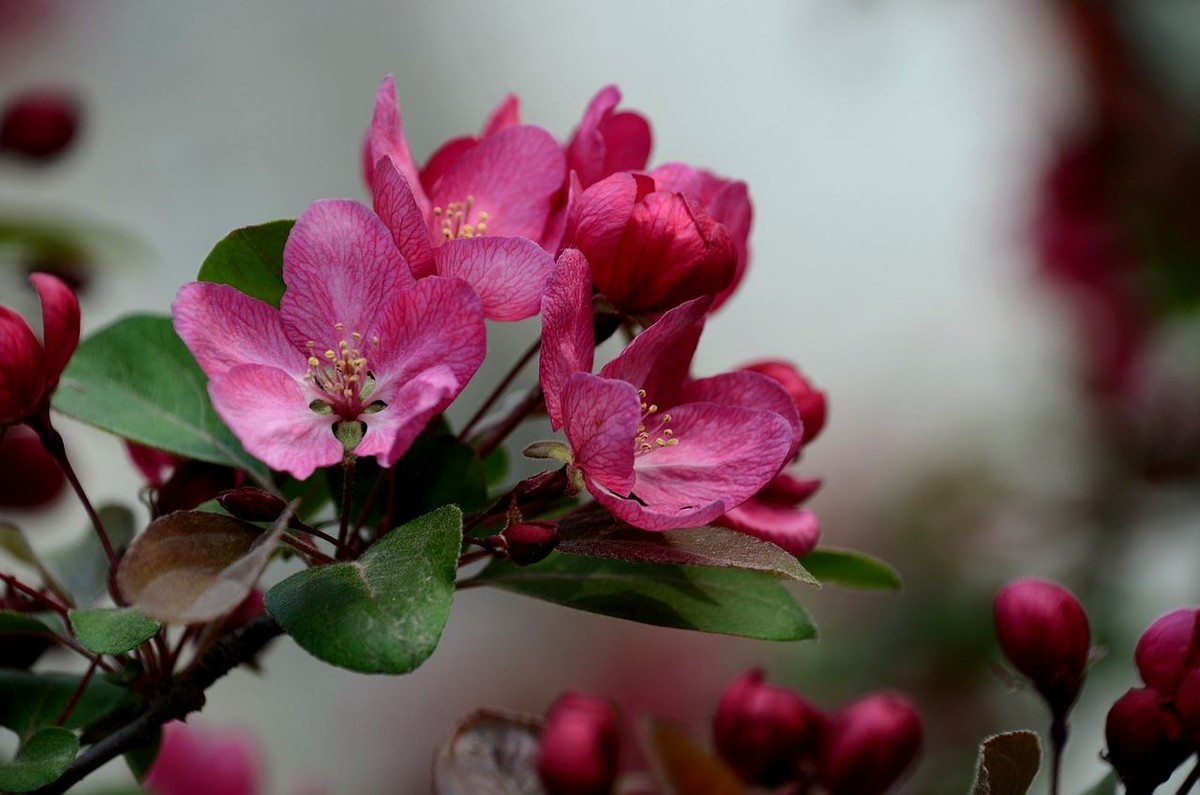 海 棠 花 -------------。