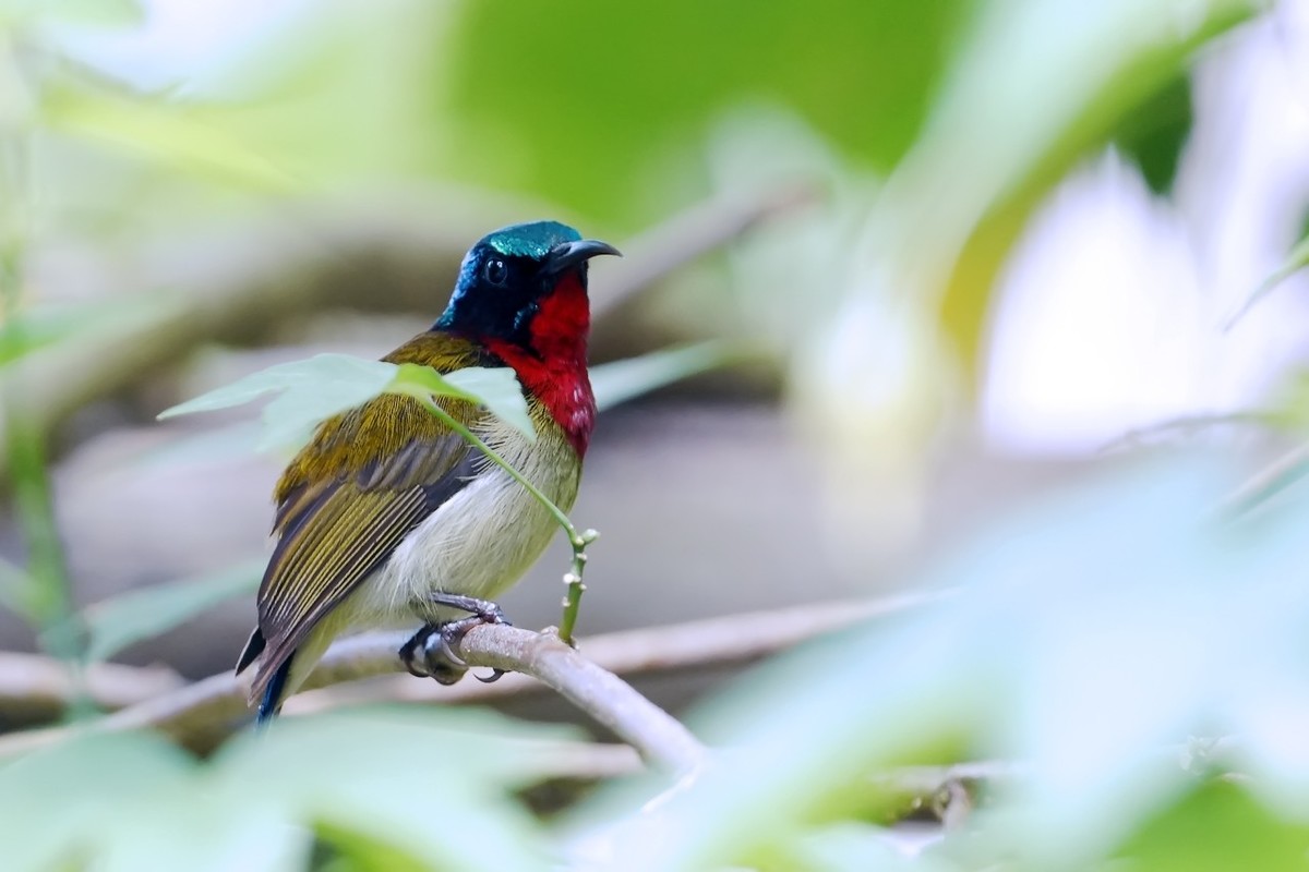 2022_叉尾太阳鸟