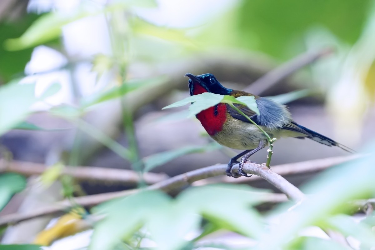 2022_叉尾太阳鸟