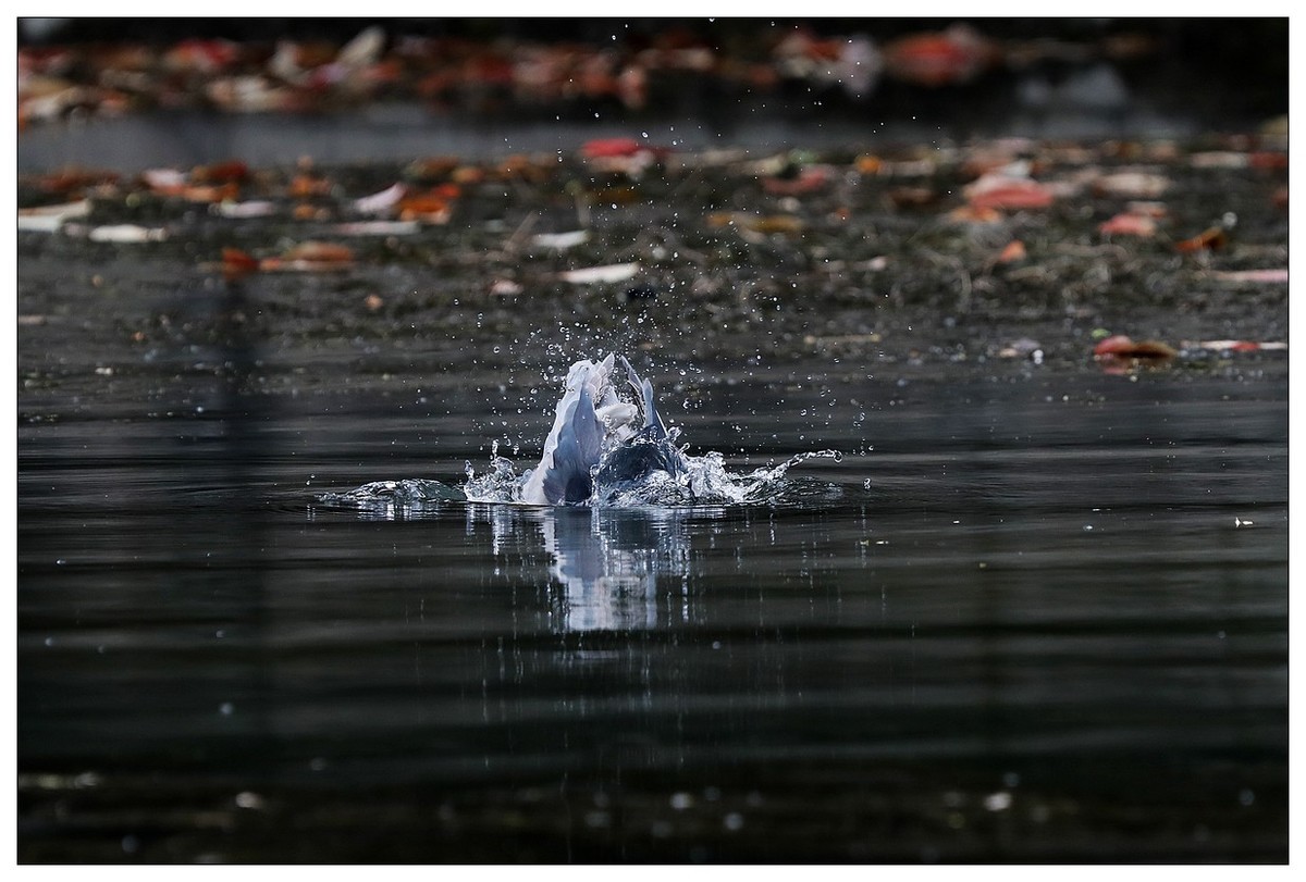 一只“自嗨”的夜鹭