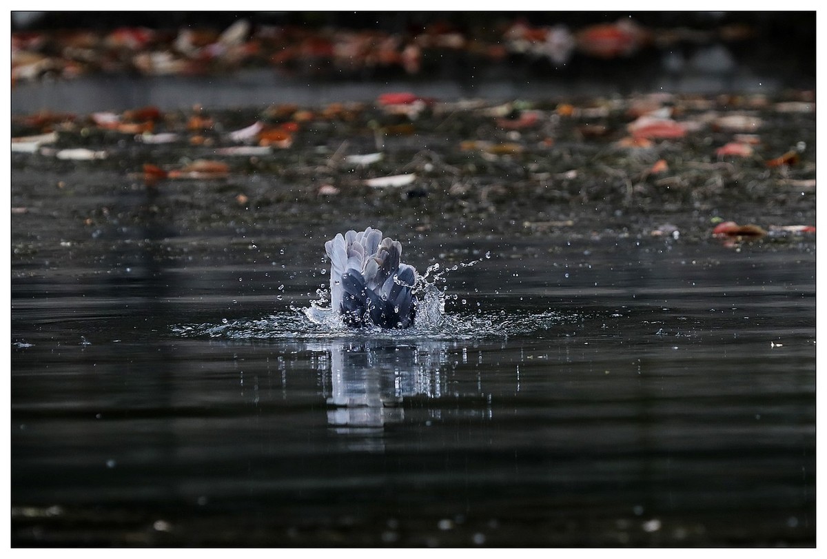 一只“自嗨”的夜鹭