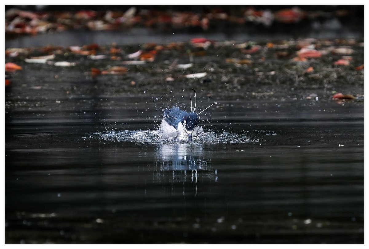 一只“自嗨”的夜鹭