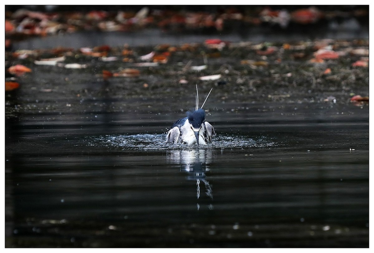 一只“自嗨”的夜鹭