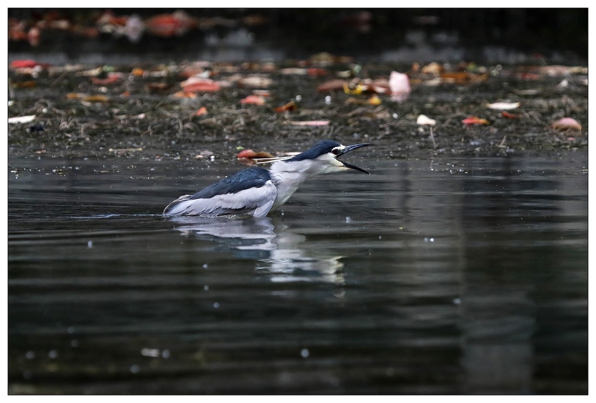 一只“自嗨”的夜鹭