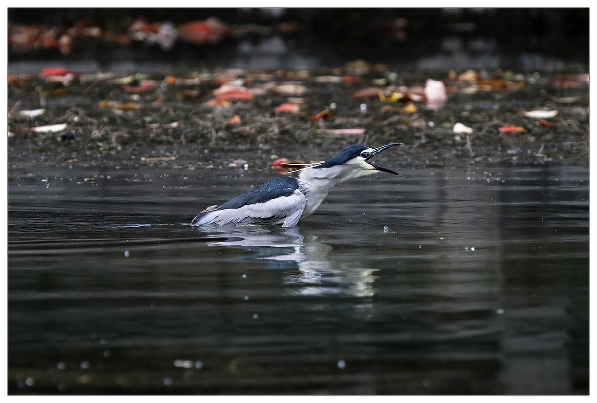 一只“自嗨”的夜鹭