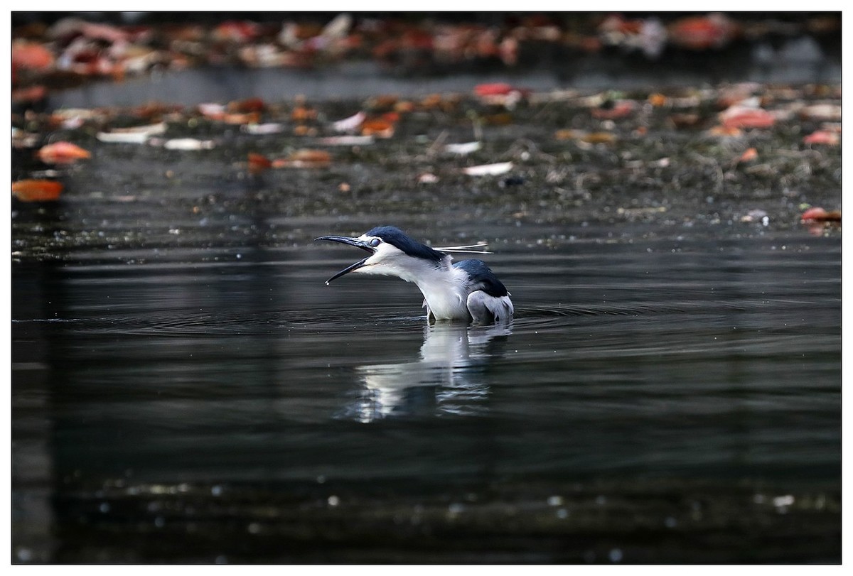 一只“自嗨”的夜鹭