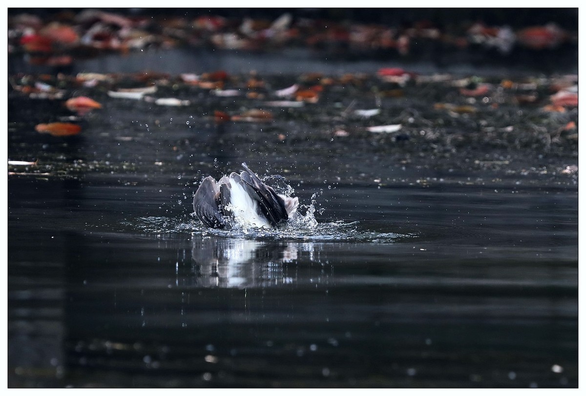 一只“自嗨”的夜鹭