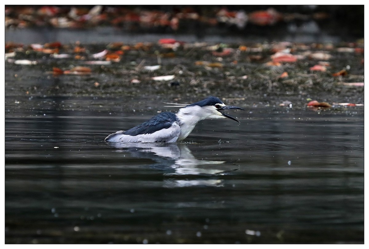 一只“自嗨”的夜鹭