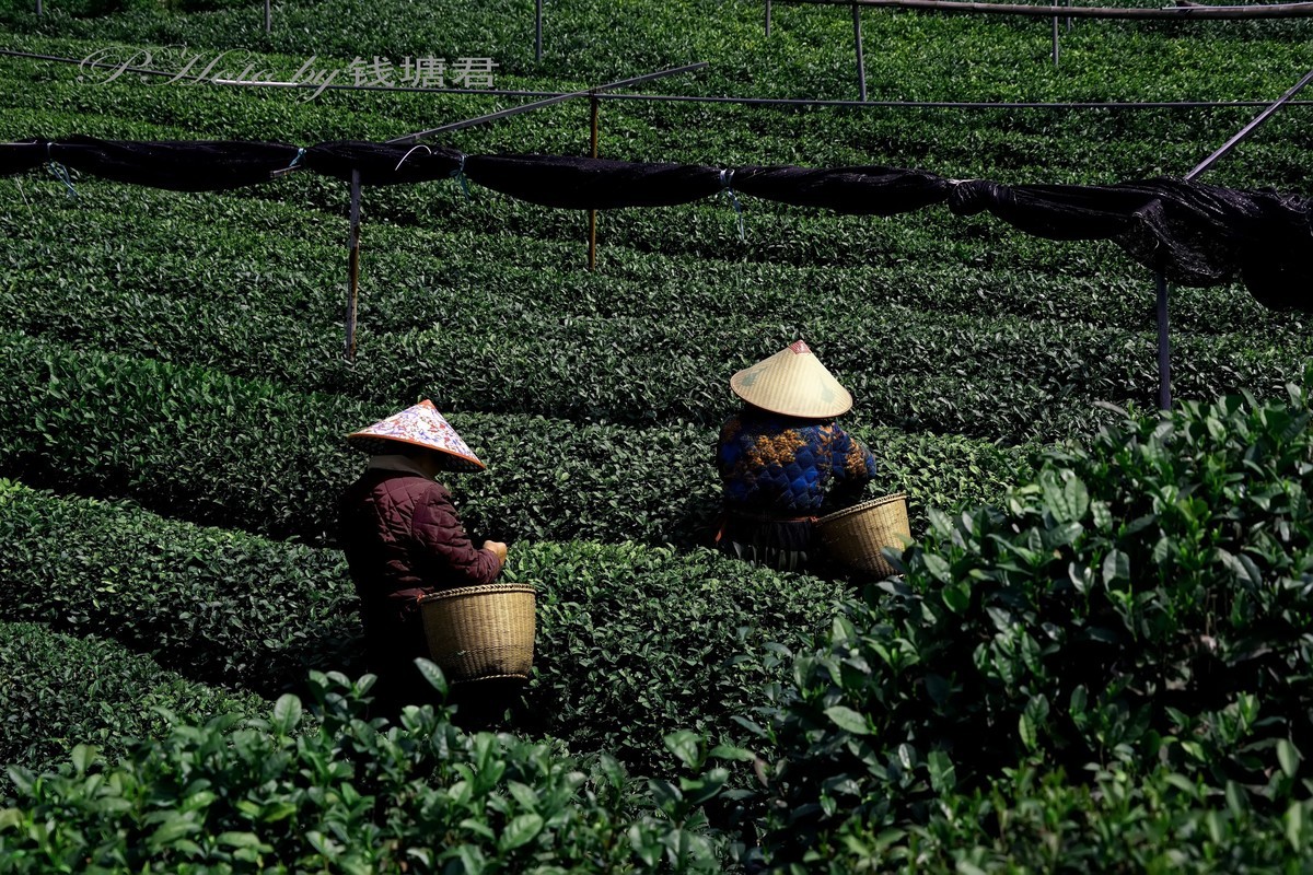 龙坞茶园采茶人