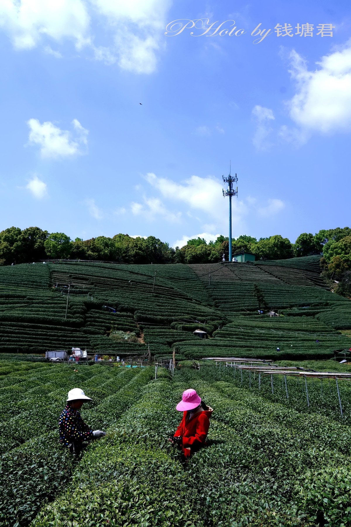 龙坞茶园采茶人