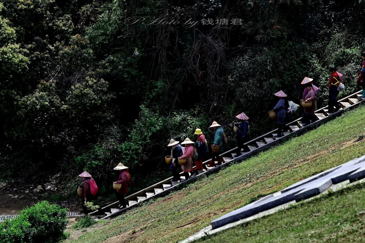 龙坞茶园采茶人
