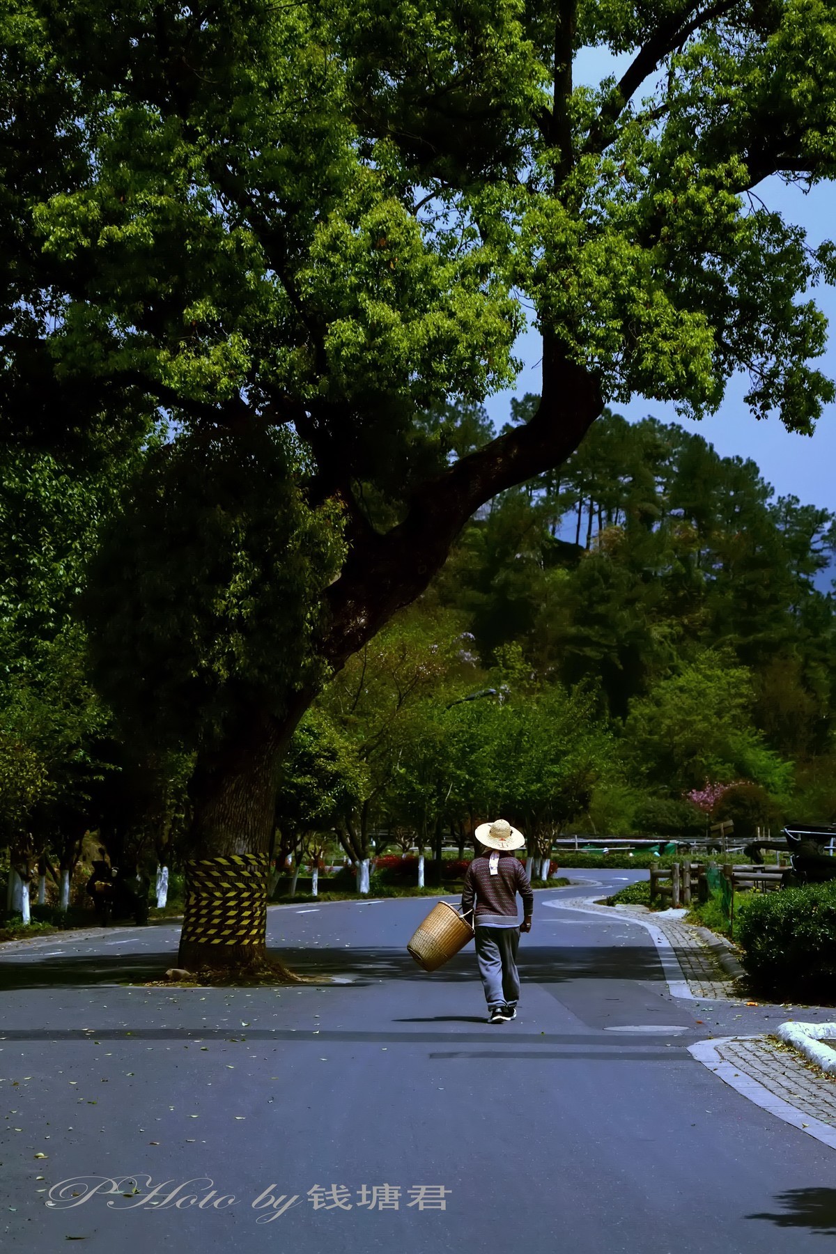 龙坞茶园采茶人