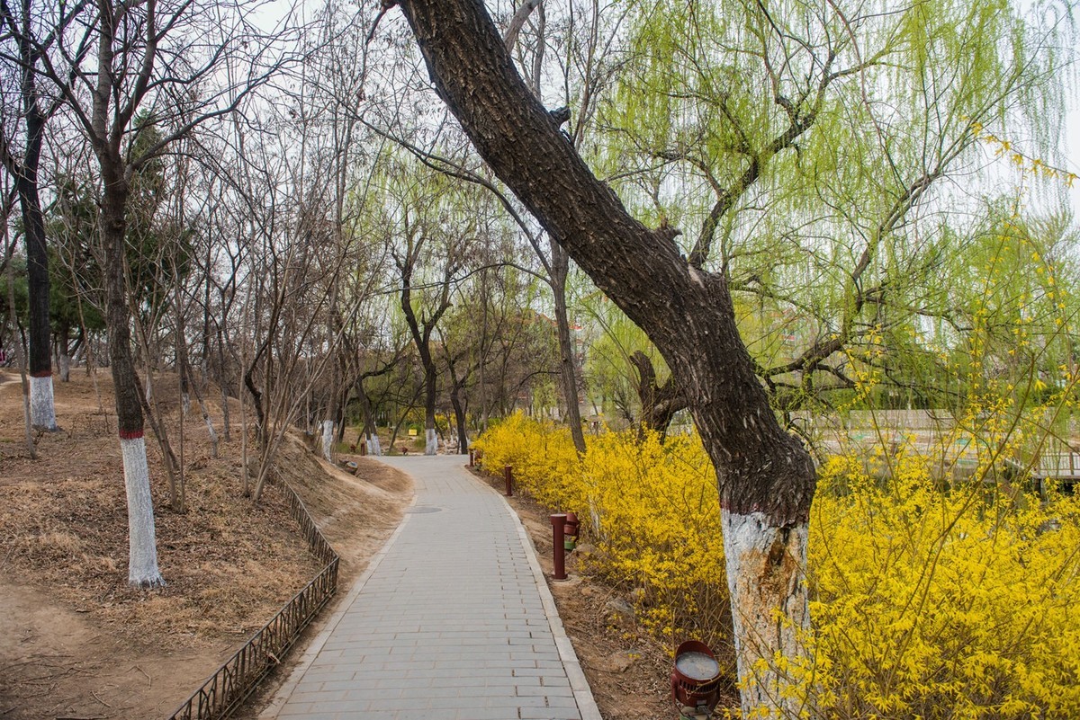 春来柳色黄…（阴天效果不好）