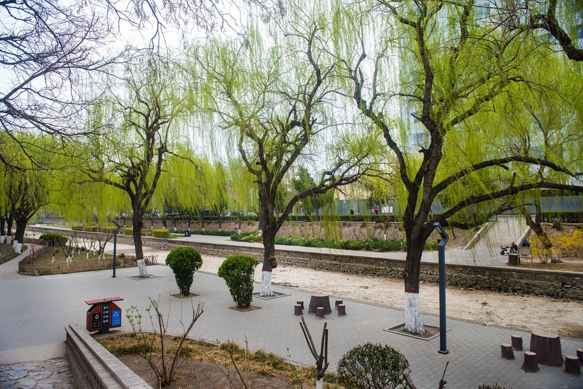 春来柳色黄…（阴天效果不好）