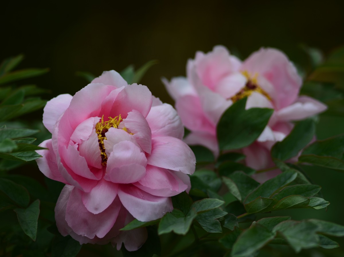 2023：牡丹、苏头200mmf4全开，原图直发有裁前