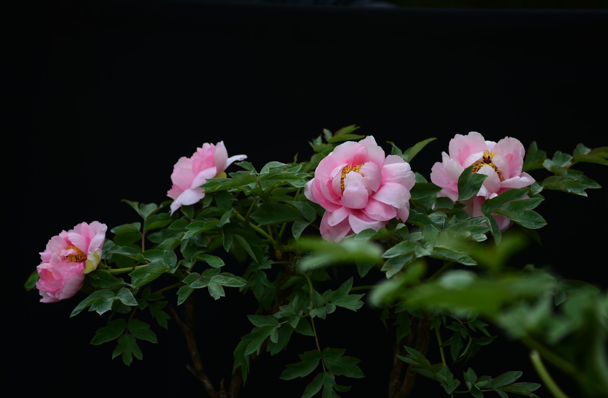 2023：牡丹、苏头200mmf4全开，原图直发有裁前