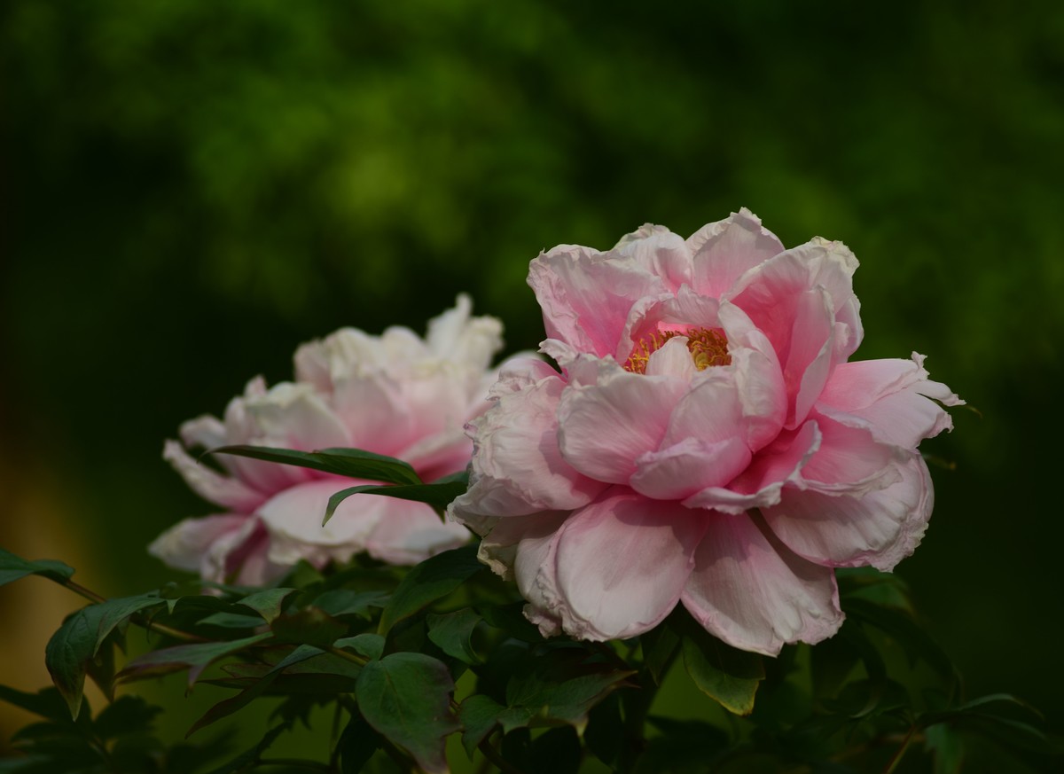 2023：牡丹、苏头200mmf4全开，原图直发有裁前