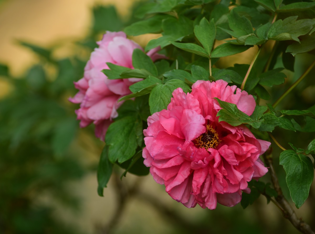 2023：牡丹、苏头200mmf4全开，原图直发有裁前