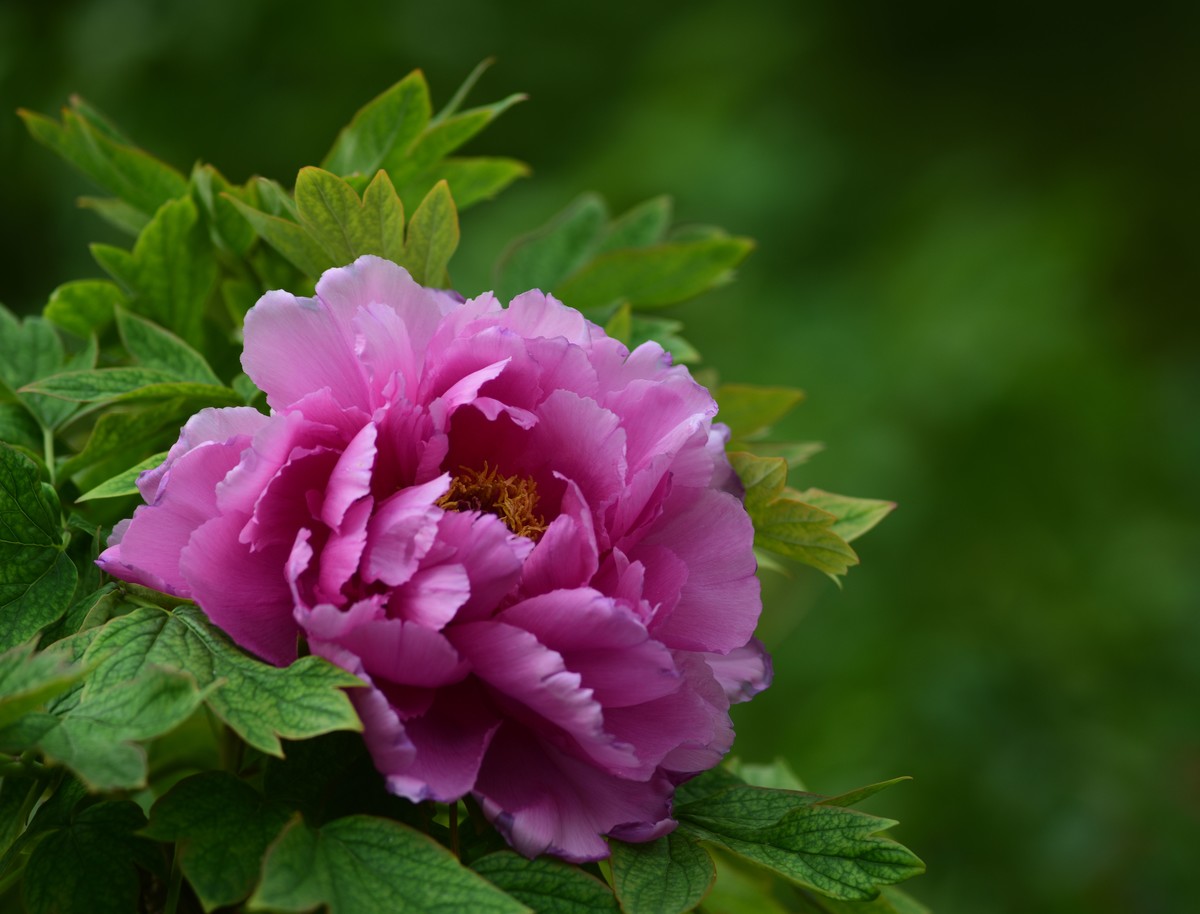 2023：牡丹、苏头200mmf4全开，原图直发有裁前