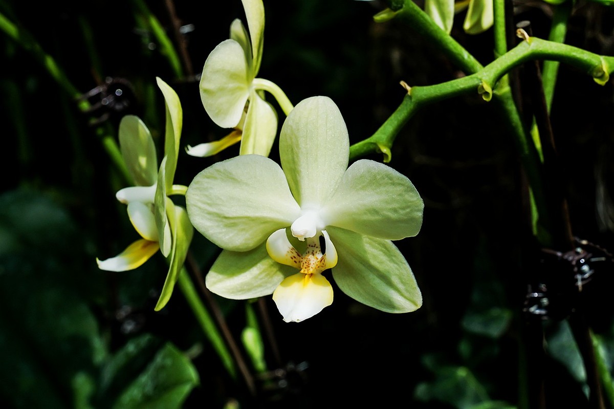 北京植物园热带花卉特写 一