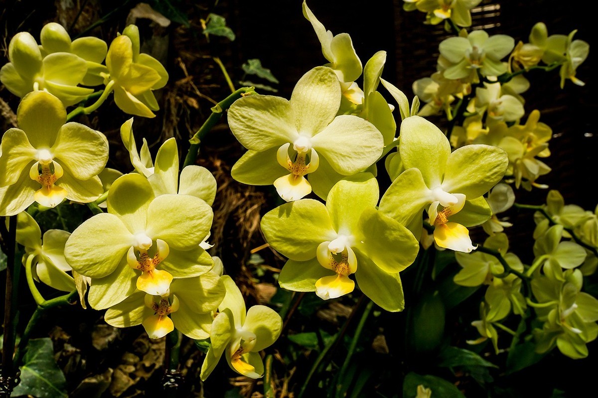 北京植物园热带花卉特写 一