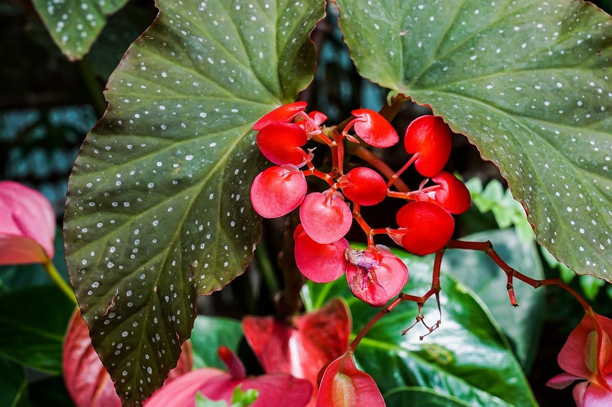 北京植物园热带花卉特写 一