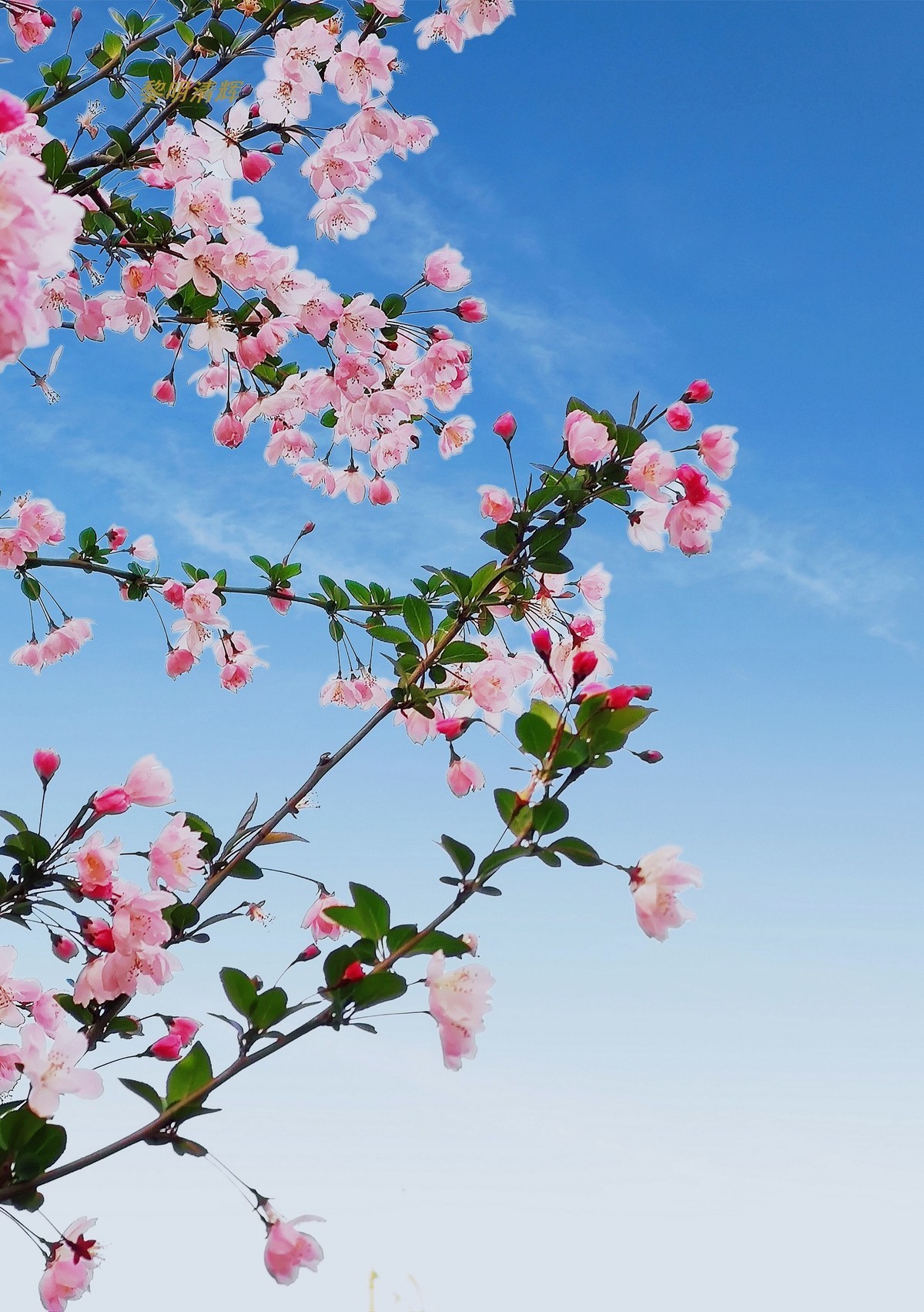 街心公园的海棠花—8