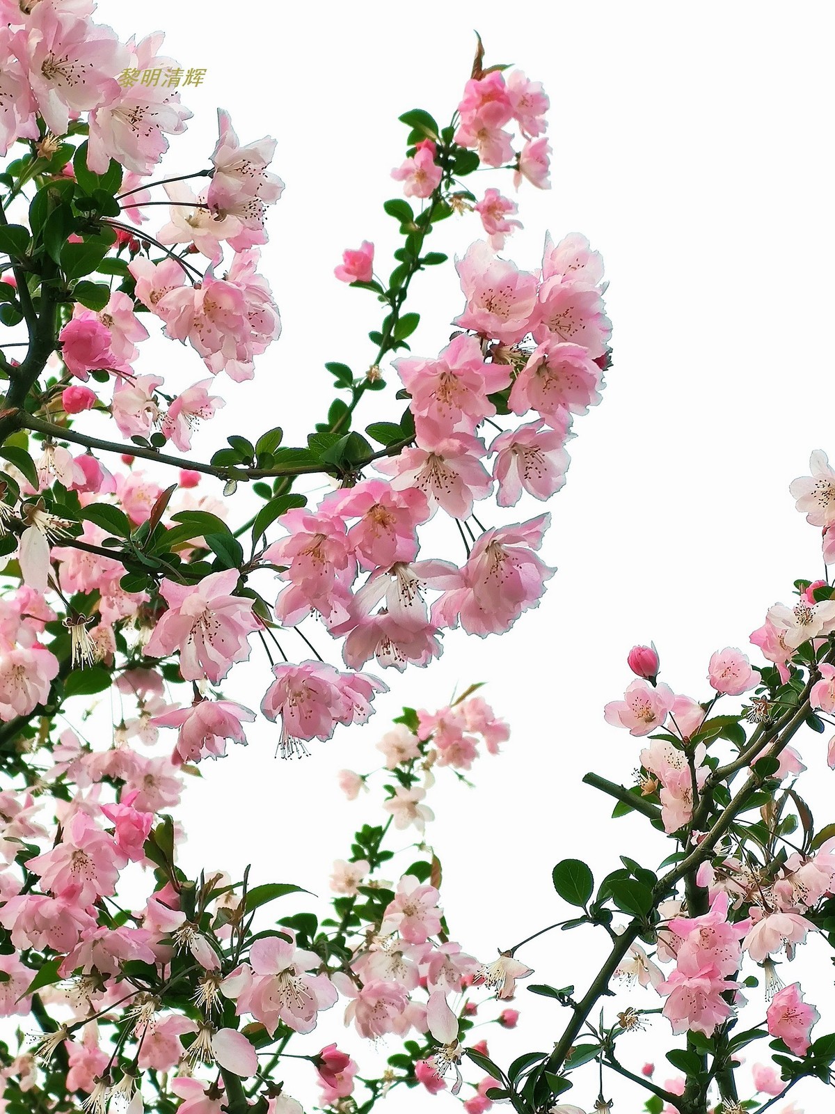 街心公园的海棠花—8