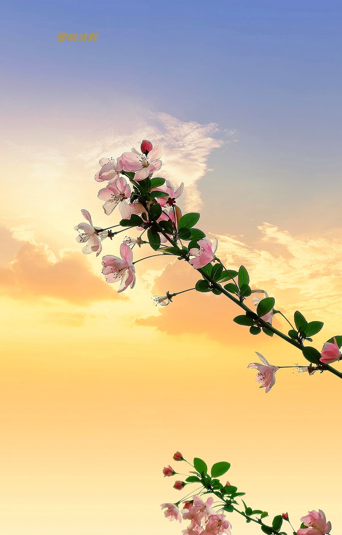 街心公园的海棠花—8