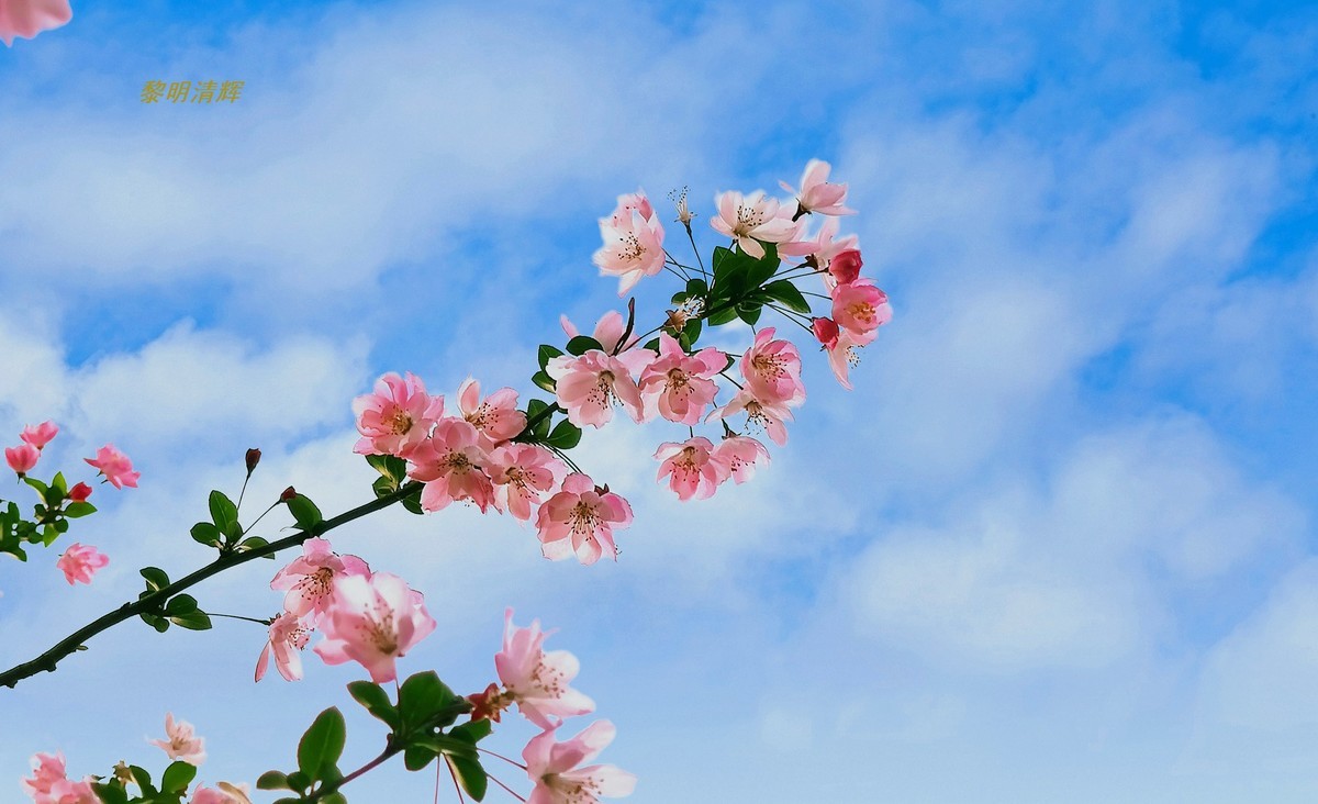 街心公园的海棠花—8