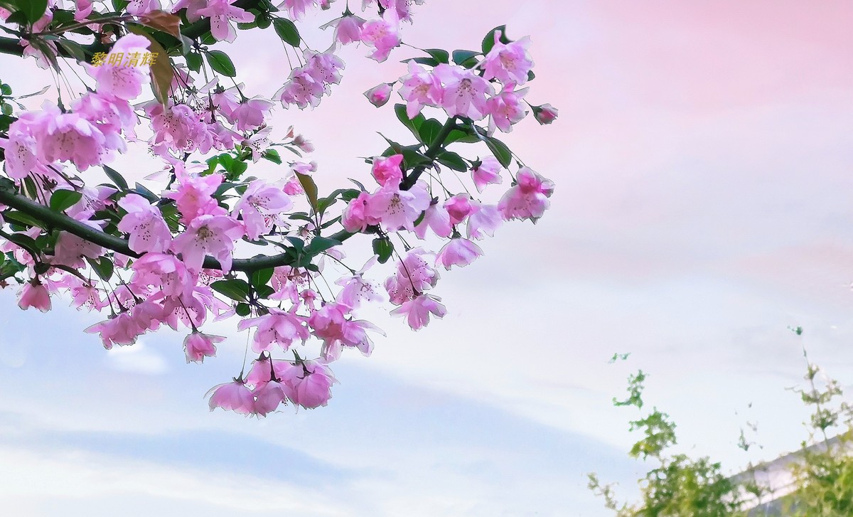 街心公园的海棠花—8