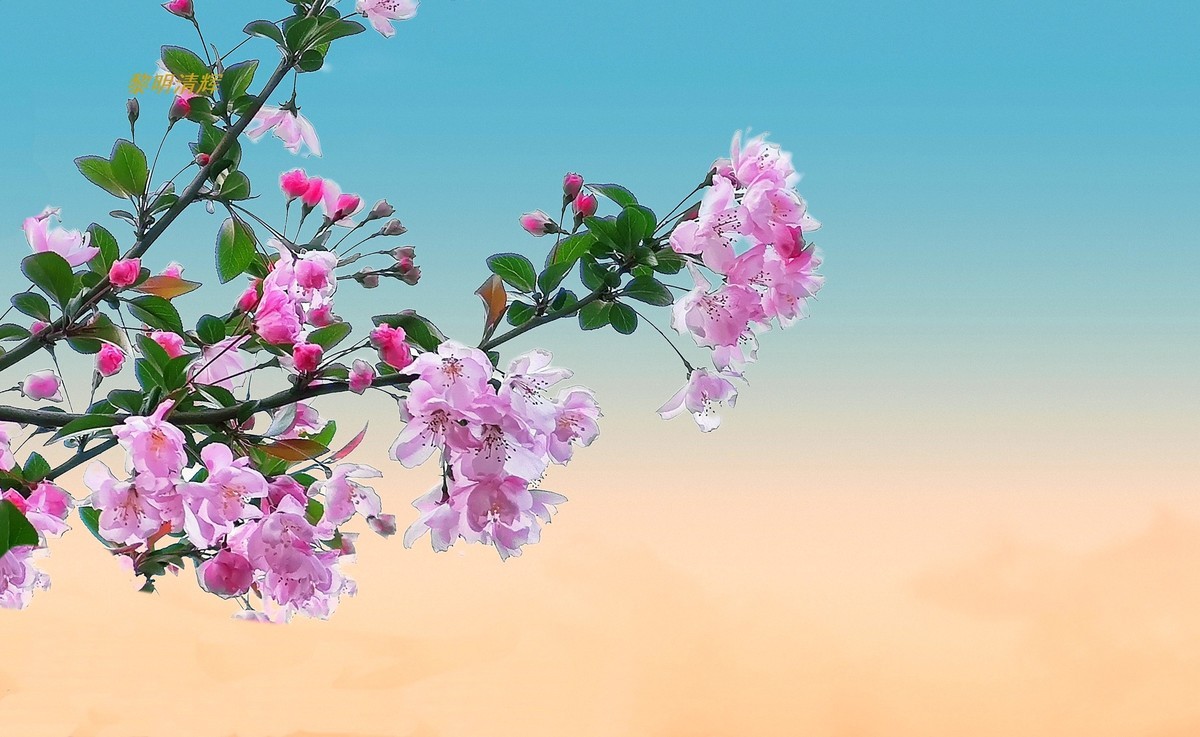 街心公园的海棠花—8