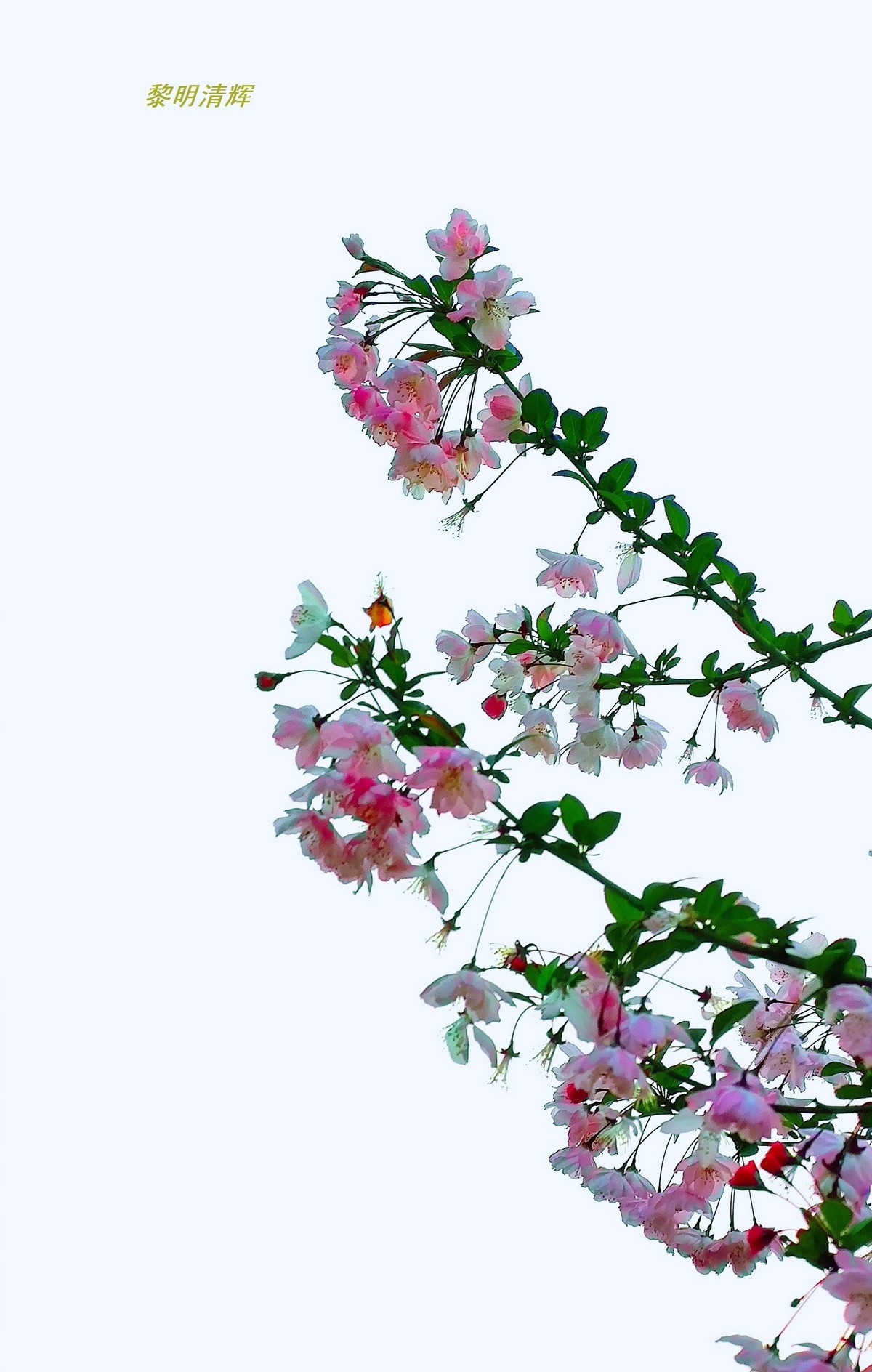 街心公园的海棠花—8